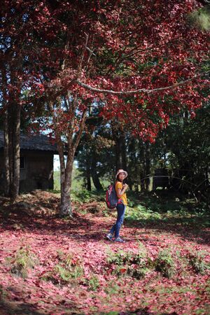 Woman standing on the ground covered with fallen red maple leaves at Phu Kradueng National Park, Loei, Thailandの写真素材