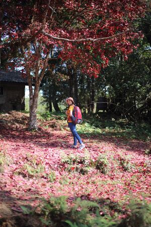 Woman standing on the ground covered with fallen red maple leaves at Phu Kradueng National Park, Loei, Thailandの写真素材