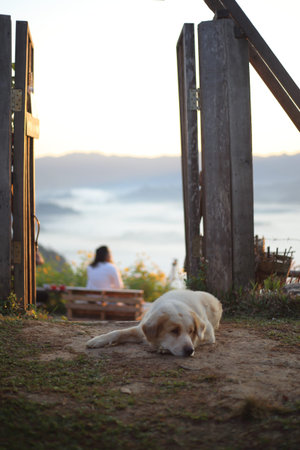 Dog and views of Phu Lanka in the morning in Phayao, Thailand