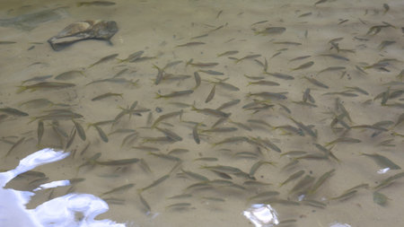 A group of fish in the water at Huai Luang Waterfall in Ubon Ratchathani, Thailand