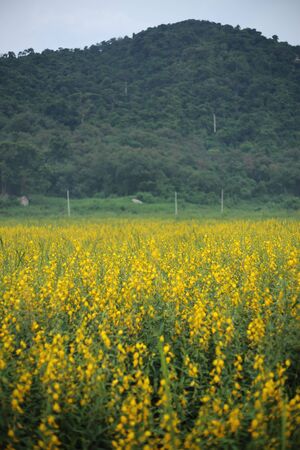 Yellow flower of crotalaria juncea or sunn hemp field in Rayong, Thailandの写真素材