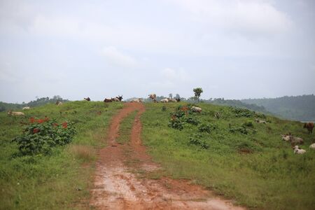 Cows are living in the pastureの写真素材