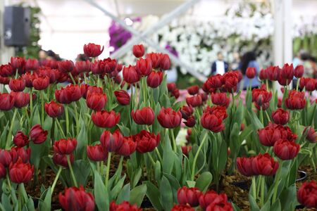 Tulip Garden in Rayong, Thailandの写真素材