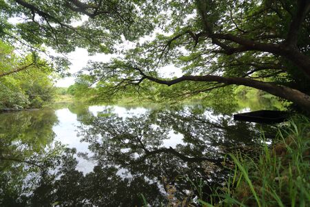 Tree with water reflectionsの写真素材