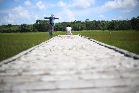 A woman sitting on a wooden bridge in a rice fieldの写真素材