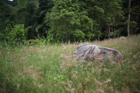Melinis repens grass flowers, Thailandの写真素材