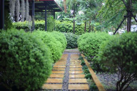 Walkway in the garden. Walkway in the garden. Walkway in the garden.の写真素材