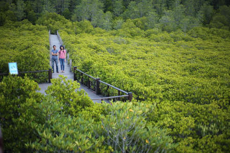 Mangrove forest at Thung Salong, Rayong, Thailandの写真素材