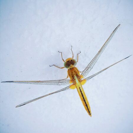 Yellow dragonfly on white wall textureの素材