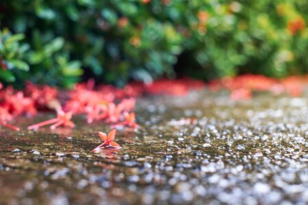 Red needle flowers after being rained, with some flowers falling onto the ground.の写真素材