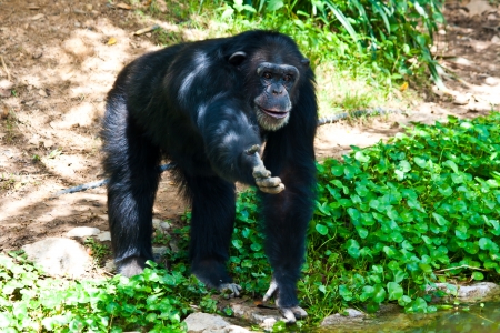 chimpanzee want to banana in the zooの写真素材