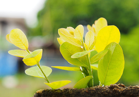 beautiful New life tree and green background の写真素材
