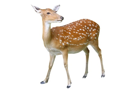 sika deer on white background isolatedの写真素材