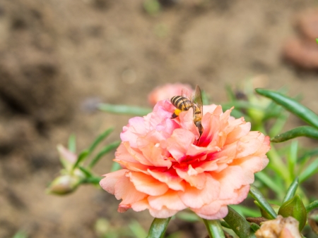 bee on the Common Purslane flowerの写真素材