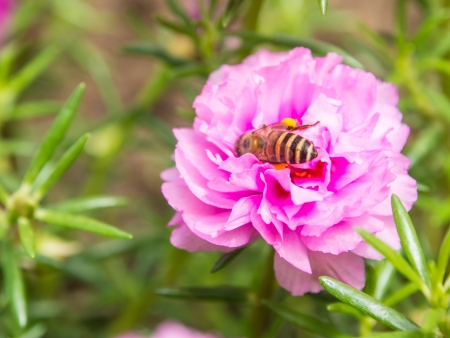 bee on the Common Purslane flowerの写真素材