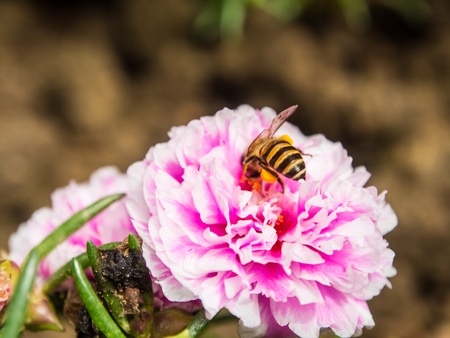 bee on the Common Purslane flowerの写真素材