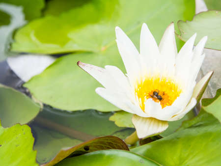 White Lotusの写真素材