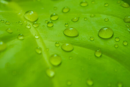 green leaf with drops of waterの写真素材