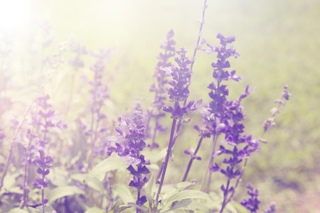 Lavender flowers Natural background, retro filter effect style picturesの写真素材