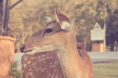 sika deer  - Vintage effect style picturesの写真素材