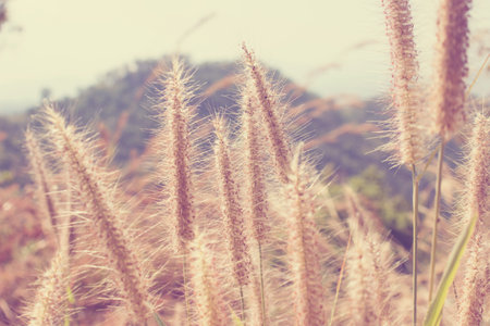 field of grass during sunset - Vintage effect style pictures