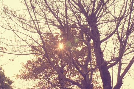 Evening Sunray with a retro vintage filter effectの写真素材