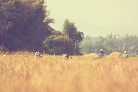 Thai farmer harvesting rice - vintage effect style picturesの写真素材