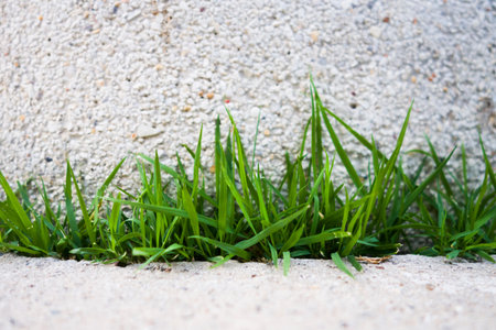 green grass and background