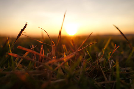 Green grass background with sunset.