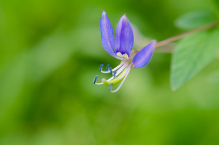Flowers in Winter8の写真素材