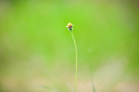 Flowers in the dry season when the weather is very refreshing の写真素材