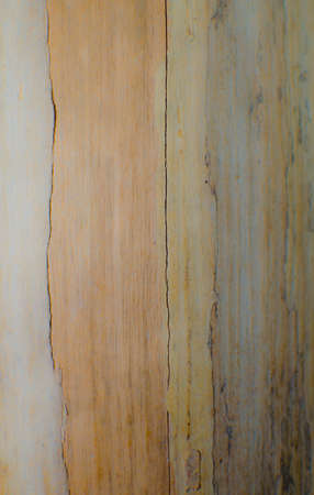 Trees occur naturally beautiful with different textures can be used in various fields as well.の写真素材