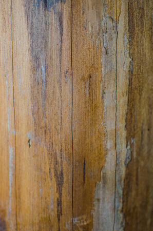Trees occur naturally beautiful with different textures can be used in various fields as well.の写真素材