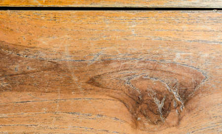 Trees occur naturally beautiful with different textures can be used in various fields as well.の写真素材