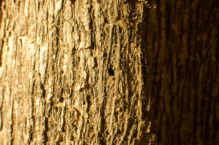 Trees occur naturally beautiful with different textures can be used in various fields as well.の写真素材