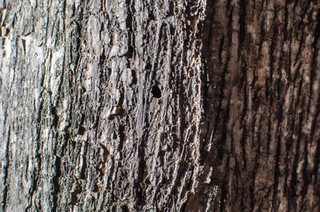 Trees occur naturally beautiful with different textures can be used in various fields as well.の写真素材