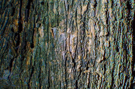 Trees occur naturally beautiful with different textures can be used in various fields as well.の写真素材