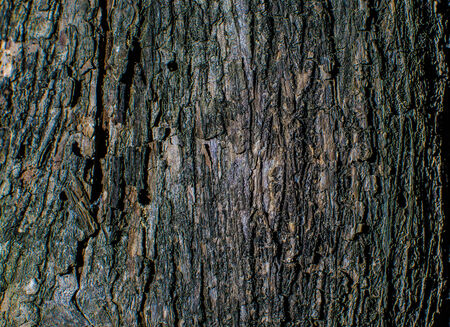 Trees occur naturally beautiful with different textures can be used in various fields as well.の写真素材