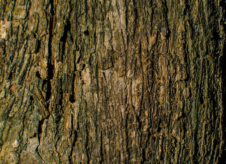 Trees occur naturally beautiful with different textures can be used in various fields as well.の写真素材