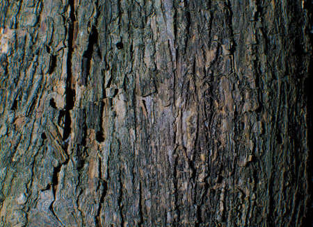 Trees occur naturally beautiful with different textures can be used in various fields as well.の写真素材