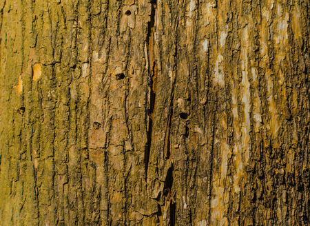 Trees occur naturally beautiful with different textures can be used in various fields as well.の写真素材