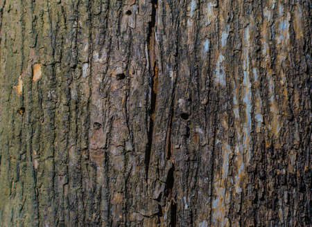 Trees occur naturally beautiful with different textures can be used in various fields as well.の写真素材