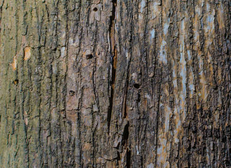 Trees occur naturally beautiful with different textures can be used in various fields as well.の写真素材