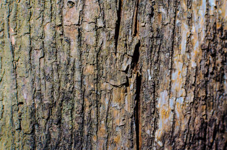 Trees occur naturally beautiful with different textures can be used in various fields as well.の写真素材