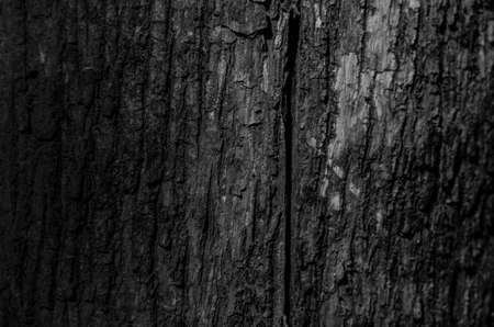 Trees occur naturally beautiful with different textures can be used in various fields as well.の写真素材