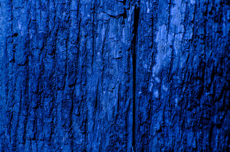 Trees occur naturally beautiful with different textures can be used in various fields as well.の写真素材
