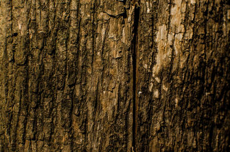 Trees occur naturally beautiful with different textures can be used in various fields as well.の写真素材