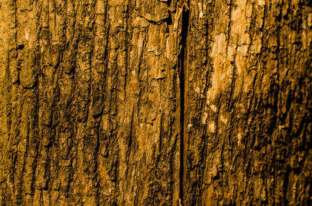 Trees occur naturally beautiful with different textures can be used in various fields as well.の写真素材