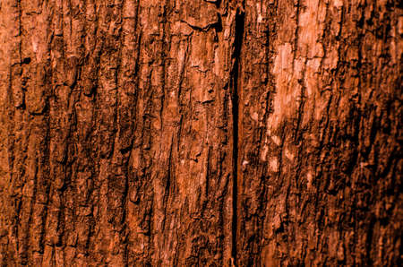 Trees occur naturally beautiful with different textures can be used in various fields as well.の写真素材