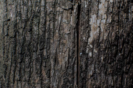 Trees occur naturally beautiful with different textures can be used in various fields as well.の写真素材